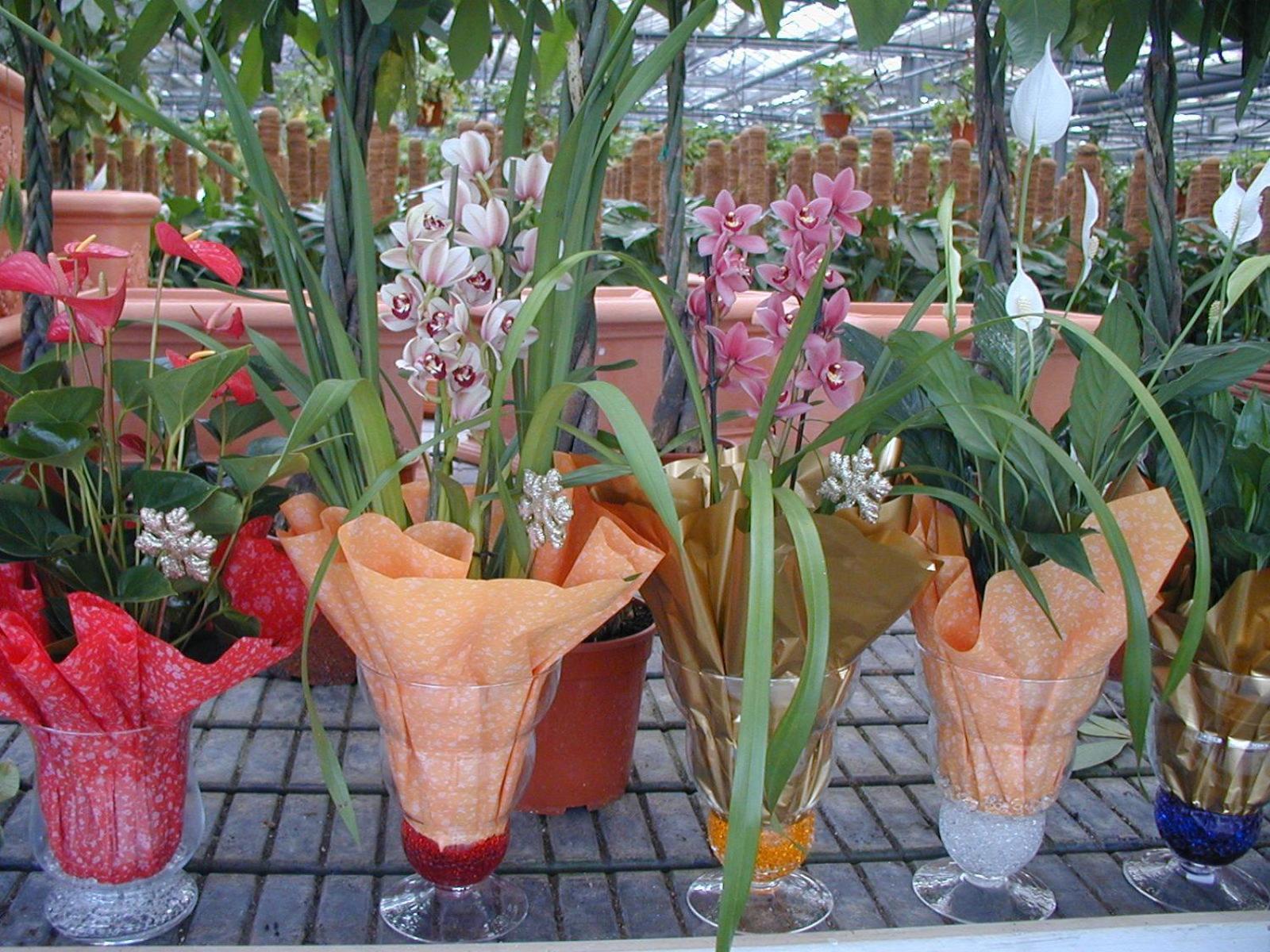 Вілла Societa Agricola Mg Florplant Francavilla Marittima Екстер'єр фото